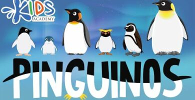 Pingüino de frente: Descubre sus características y comportamiento