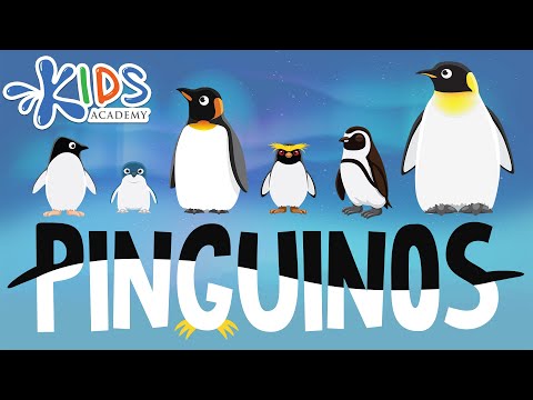 Pingüino de frente: Descubre sus características y comportamiento