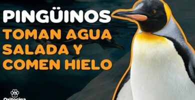 Pinguinos y su sexualidad: Descubre todo sobre su comportamiento