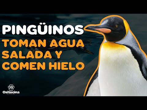 Pinguinos y su sexualidad: Descubre todo sobre su comportamiento