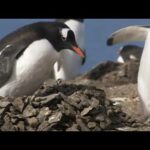 Pinguino que vuela: Descubre el sorprendente vuelo de estos animales árticos