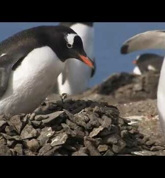 Pinguino que vuela: Descubre el sorprendente vuelo de estos animales árticos