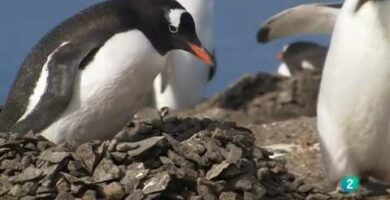 Pinguino que vuela: Descubre el sorprendente vuelo de estos animales árticos