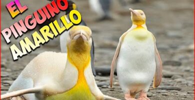 Pinguino Amarillo: Encantadora especie de aves con plumaje vibrante