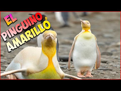 Pinguino Amarillo: Encantadora especie de aves con plumaje vibrante