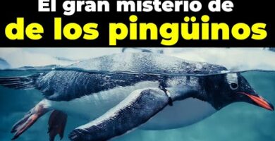 Pinguinos en el Polo Norte: Descubre la sorprendente presencia de estas aves en el extremo norte