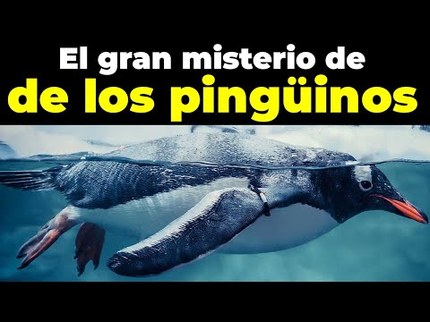 Pinguinos en el Polo Norte: Descubre la sorprendente presencia de estas aves en el extremo norte