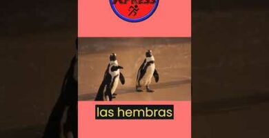 Descubre el encanto del pingüino gris: características y curiosidades