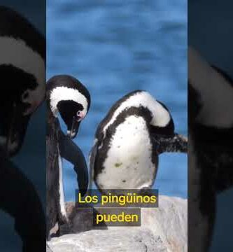 Descubre por qué es un pingüino el ave más fascinante del mundo