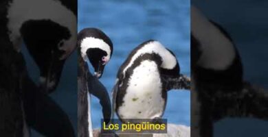 Descubre por qué es un pingüino el ave más fascinante del mundo