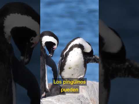 Descubre por qué es un pingüino el ave más fascinante del mundo