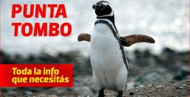 Pinguinera Punta Tombo: Descubre la increíble colonia de pingüinos