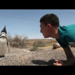 Descubre la belleza de los pingüinos en la Patagonia