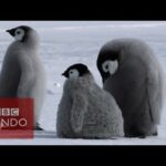 Imágenes de Pingüinos: Descubre la belleza de estas aves polares