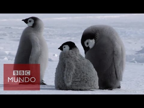 Imágenes de Pingüinos: Descubre la belleza de estas aves polares