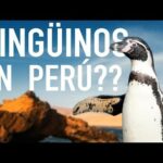 Descubre la fascinante reserva de Paracas y sus encantadores pingüinos