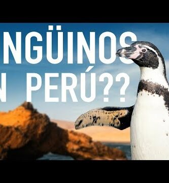 Descubre la fascinante reserva de Paracas y sus encantadores pingüinos