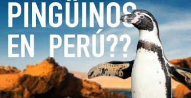 Descubre la fascinante reserva de Paracas y sus encantadores pingüinos