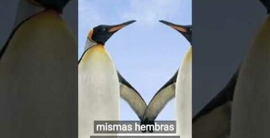 Los pinguinos fieles: descubre su asombrosa lealtad