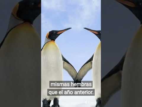 Los pinguinos fieles: descubre su asombrosa lealtad