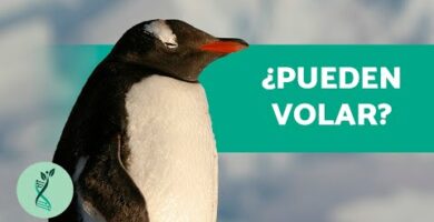 Dónde viven los pingüinos: Descubre sus hábitats naturales