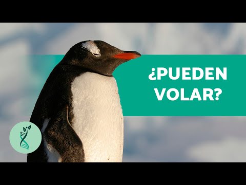 Dónde viven los pingüinos: Descubre sus hábitats naturales