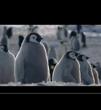 Descubre la fascinante vida de los pingüinos: ¡un viaje al Polo Sur!