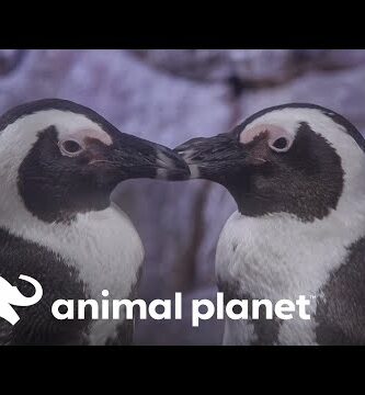 Pingüino Corazón: Descubre la ternura de estos adorables animales