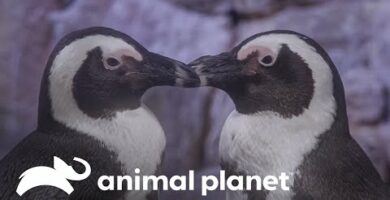 Pingüino Corazón: Descubre la ternura de estos adorables animales