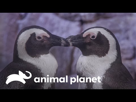 Pingüino Corazón: Descubre la ternura de estos adorables animales