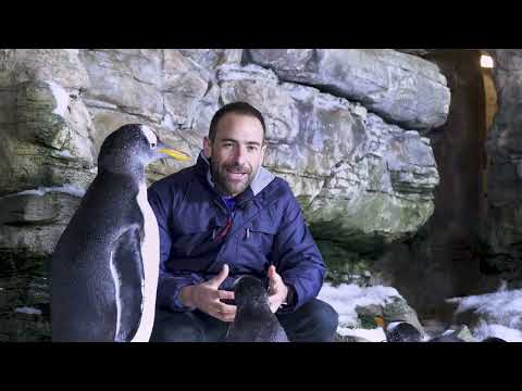 Descubre la maravilla de los pingüinos en Oceanografic