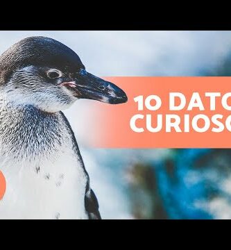 La increíble vida de un pingüino: curiosidades y hábitos sorprendentes