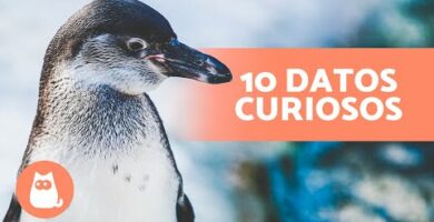 La increíble vida de un pingüino: curiosidades y hábitos sorprendentes