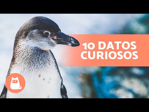 La increíble vida de un pingüino: curiosidades y hábitos sorprendentes