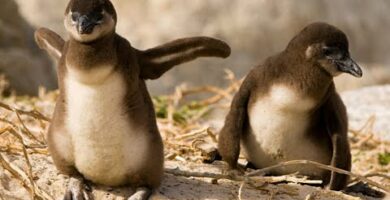 Pingüino Africano: Descubre las maravillas de esta especie única