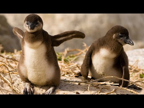 Pingüino Africano: Descubre las maravillas de esta especie única