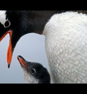 Adopción de Pingüinos: Una oportunidad única para ser protector del mundo marino