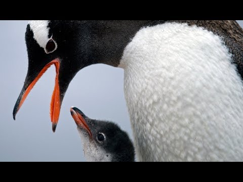 Adopción de Pingüinos: Una oportunidad única para ser protector del mundo marino