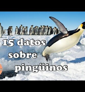 El pingüino, un mamífero sorprendente: características y curiosidades