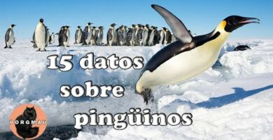 El pingüino, un mamífero sorprendente: características y curiosidades