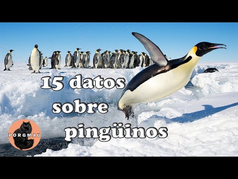 El pingüino, un mamífero sorprendente: características y curiosidades