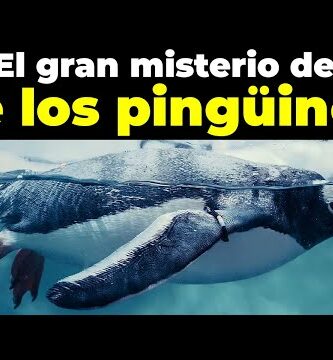 Pingüino cejón: todo sobre esta curiosa especie ártica