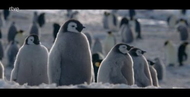 Pingüinos Emperador Bebé: Adorables Crías de la Antártida