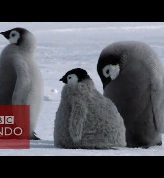 Fotos de pingüinos: ¡Descubre la belleza de estas adorables aves!