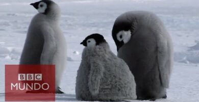 Fotos de pingüinos: ¡Descubre la belleza de estas adorables aves!