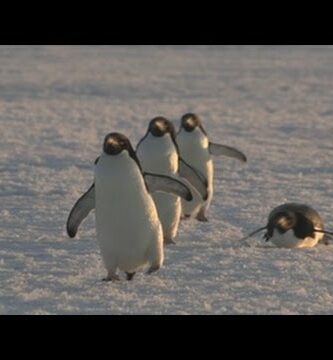 Hábitat de Pingüinos: Descubre su vida en la Antártida