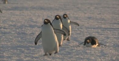 Hábitat de Pingüinos: Descubre su vida en la Antártida