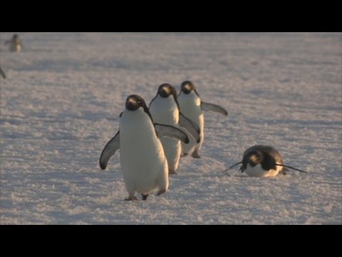 Hábitat de Pingüinos: Descubre su vida en la Antártida