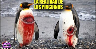 Pinguino pequeño: descubre las curiosidades de esta adorable especie