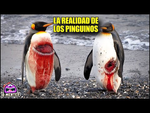 Pinguino pequeño: descubre las curiosidades de esta adorable especie